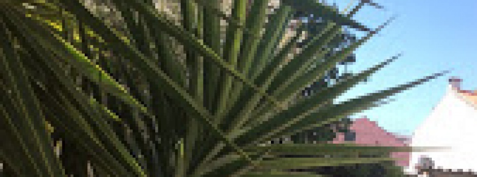 Detalhe
